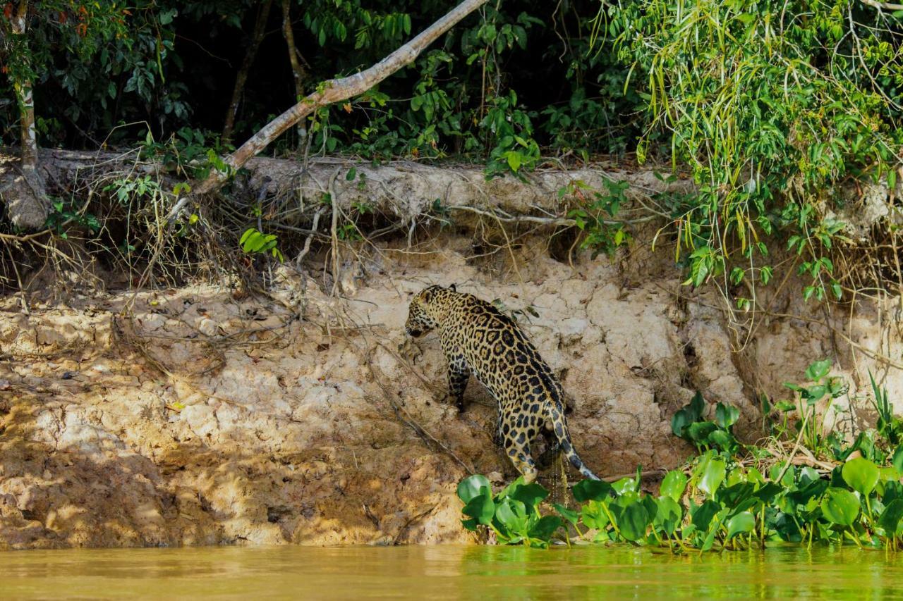 Santa Rosa Pantanal Hotel Porto Jofre Dış mekan fotoğraf