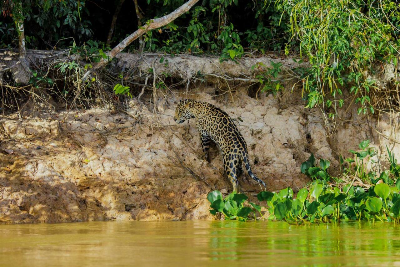 Santa Rosa Pantanal Hotel Porto Jofre Dış mekan fotoğraf